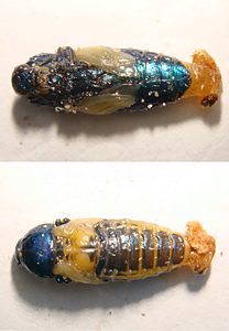 Castiarina flavopicta, pupa, from Olearia lepidophylla (PJL 3412) dead branch, with larval exuviae attached, SE, photo by A.M.P. Stolarski